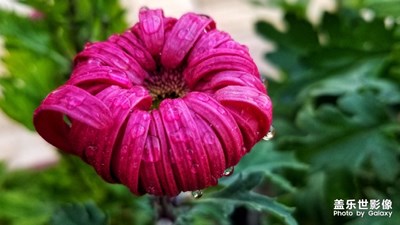 秋菊盛開