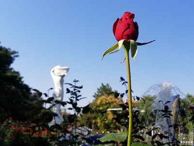 月季園之花