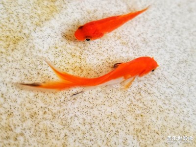 清青石綠葉點(diǎn)點(diǎn)紅
