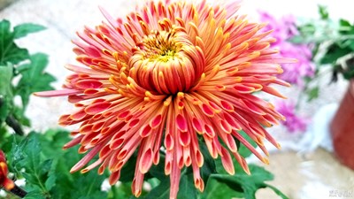 秋菊