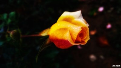 細(xì)雨隨拍