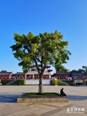 樹(shù)底下