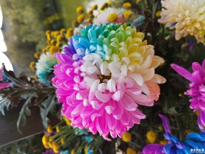 開封菊展