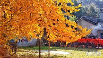 【為中國添色】千年銀杏 （大眾組）