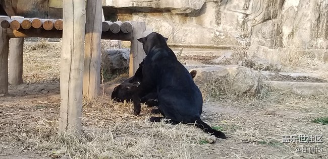 20181103沈陽星部落棋盤山動(dòng)物園一日游感悟（一）