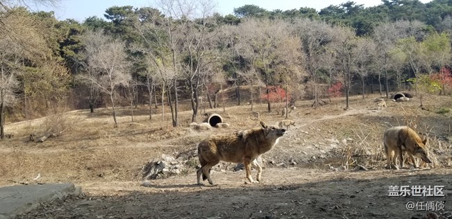 20181103沈陽星部落棋盤山動(dòng)物園一日游感悟（一）