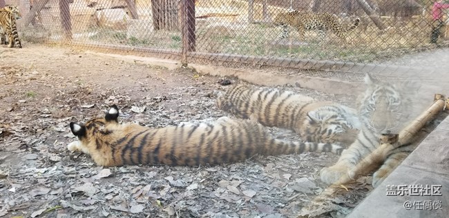 20181103沈陽星部落棋盤山動(dòng)物園一日游感悟（一）