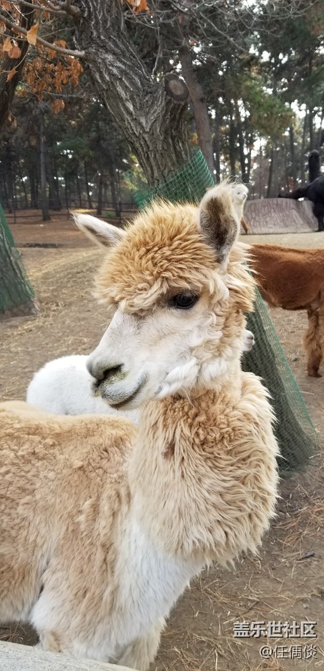 20181103沈陽星部落棋盤山動(dòng)物園一日游感悟（一）