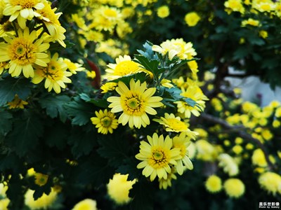 賞菊
