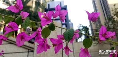 簕杜鵑……