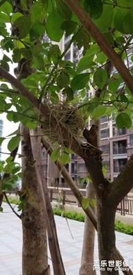 鳥窩