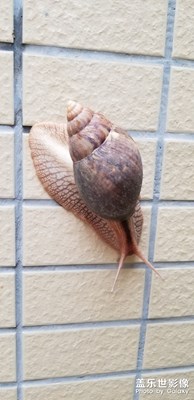 蝸牛