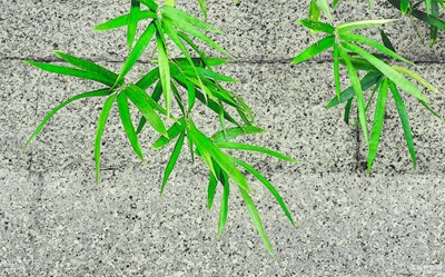 樹 . 葉