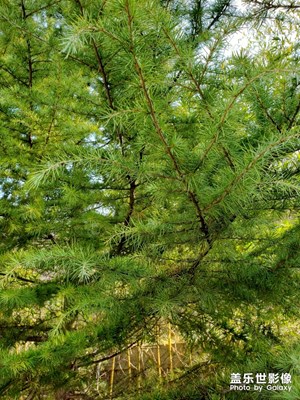 松樹林