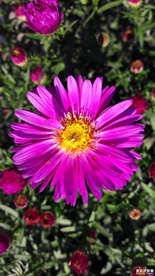 小花兒