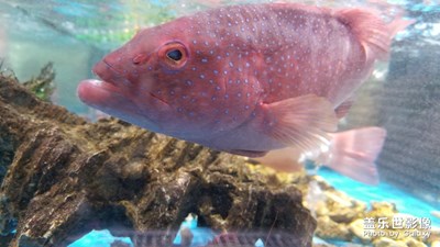 寵物、美食？