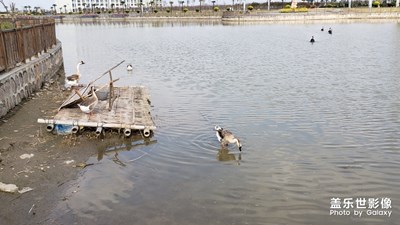 隨手拍