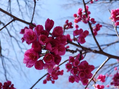 櫻花