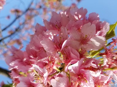 櫻花2