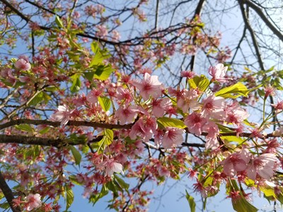 櫻花1