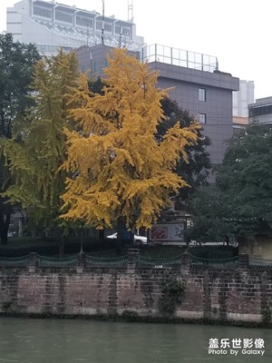 銀杏