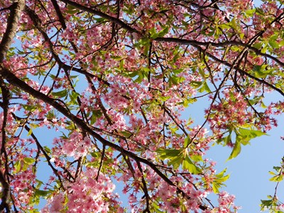 櫻花3