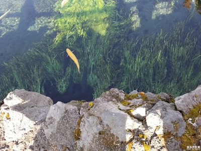 櫻花6