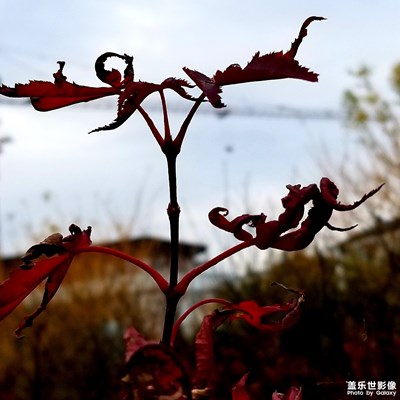 楓葉