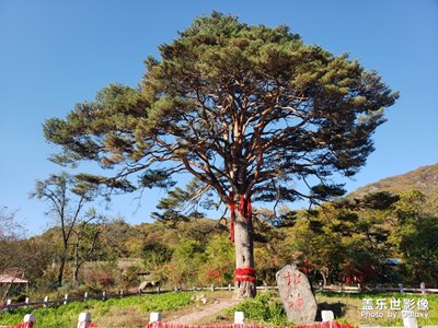神樹