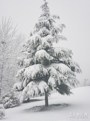 煙臺雪景