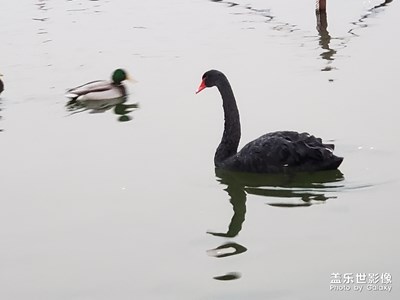 黑天鵝