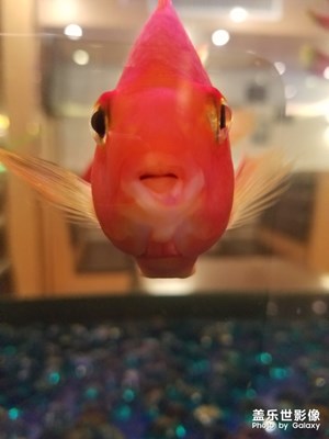 快樂(lè)魚(yú)兒