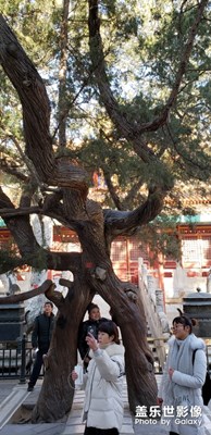 前段時(shí)間拍的