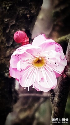 梅花與枯荷