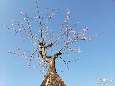 東莞植物園