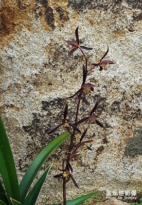 蘭花隨拍