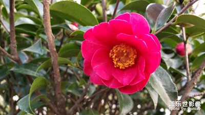 山茶花初春-花花草草正當時