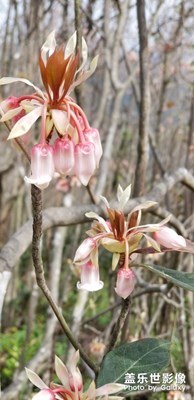 【色彩】+梧桐山花爛漫