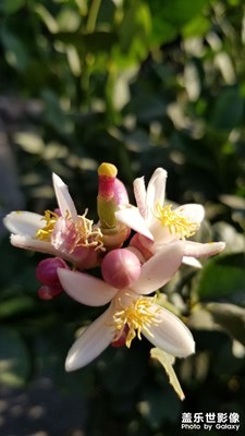 看看是什么花