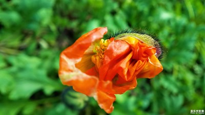【春的暢想】+花開時節(jié)