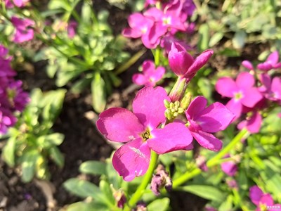 【春的暢想】不畏嚴(yán)寒的花