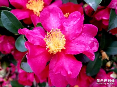 【春的暢想】+盛開的山茶花