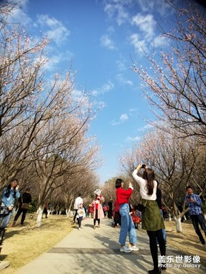 【春的暢想】+冬去春又來，梅花朵朵開