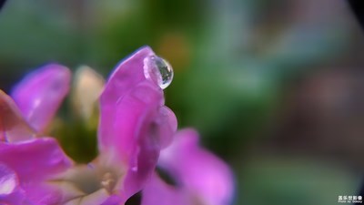 春的希望