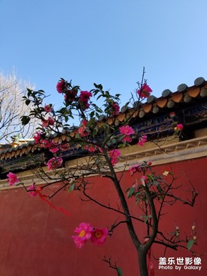 山茶花 玉蘭花 手抓飯過(guò)除夕