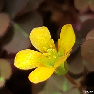 花朵盛開