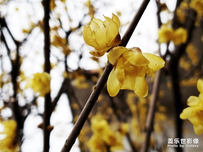 臘梅花開