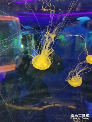 【花樣過大年】+海之語水族館。