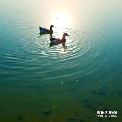 春江水暖鴨先知
