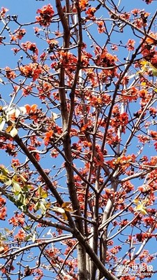 上班第一天，攀枝花開滿枝頭